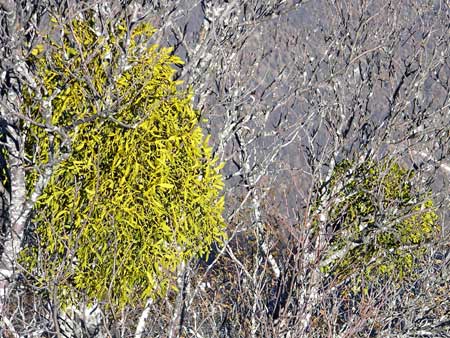  Image name: vischio2.jpg 
 width: 450 pixel 
 height: 338 pixel 
 Size: 55500 bytes 
 Click to enlarge 